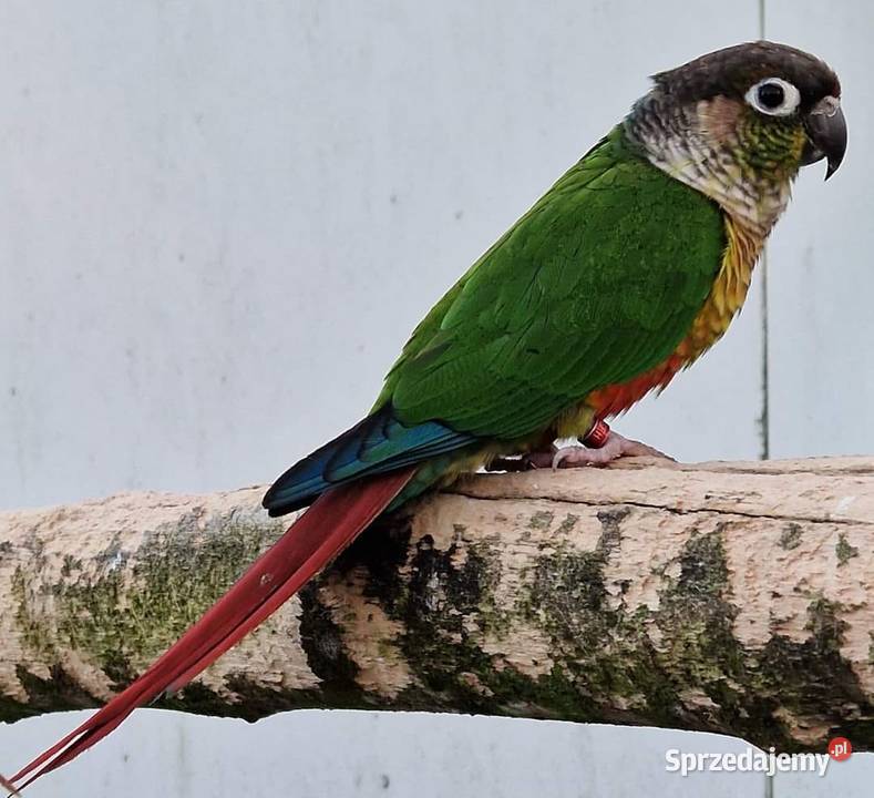 Rudosterka zielonolica łatwo się oswaja i można Zwierzęta Gliwice