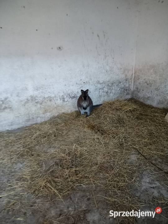 Kangur walabia Konieczno