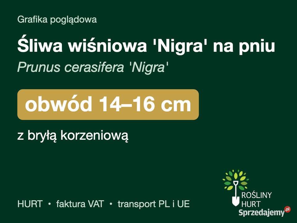 Śliwa wiśniowa Nigra na pniu obwód 1416 z bryłą wielkopolskie