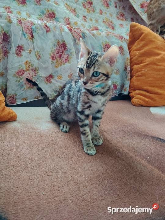 sprzedam koty Bengalskie Warszawa