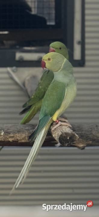 Papugi Aleksandretty obrożne opalin go para Stęszew