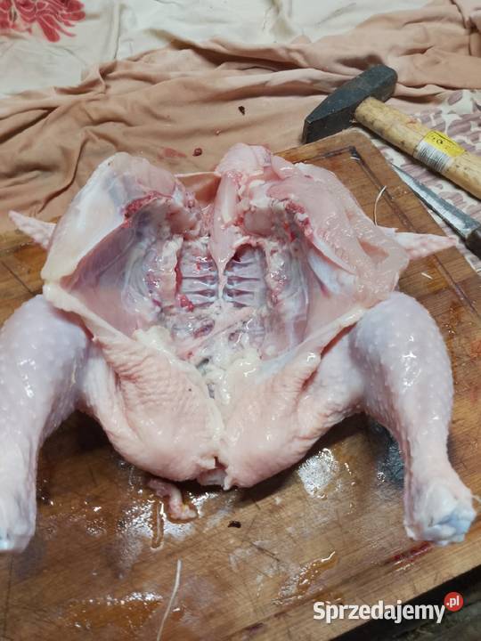 Blojlerki z hodowli państwisko Kotwasice sprzedam