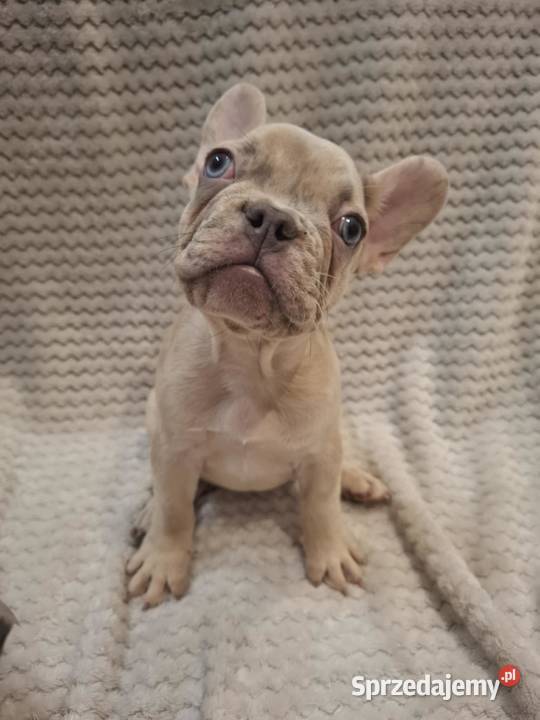 Buldog francuski wyjątkowy kolor Wronki sprzedam