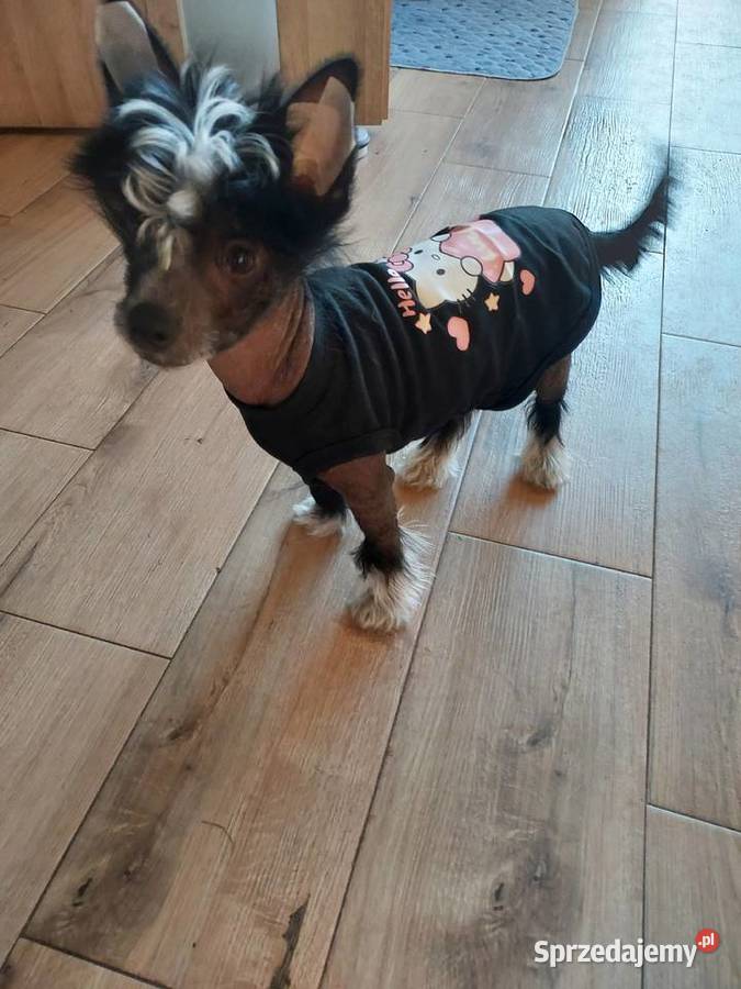 Chiński Grzywacz ZKwPFCI samiec THL Czarna Dąbrówka