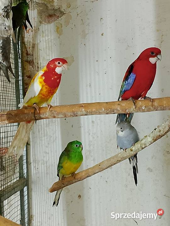 Papugi rozelle białolice nimfy świergotki Strzeleczki sprzedam