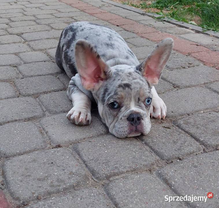 Buldog francuski szczeniaki Mogielnica