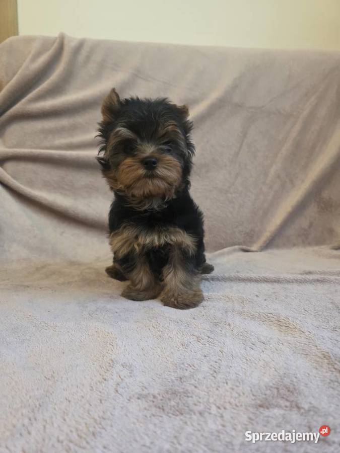 York piesek yorkshire terrier piesek rasy york