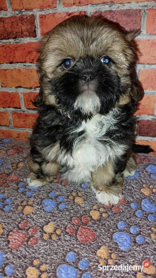 Chłopaki Shihtzu szukają domku Wilki sprzedam