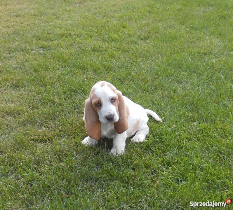 Basset Hound SZCZENIĘTA Z ELITARNYM RODOWODEM