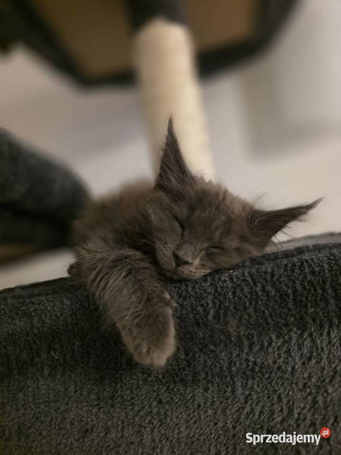 Kocięta Maine Coon FPL Maine Coon Łódź