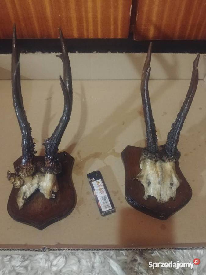 Poroże śląskie Woźniki