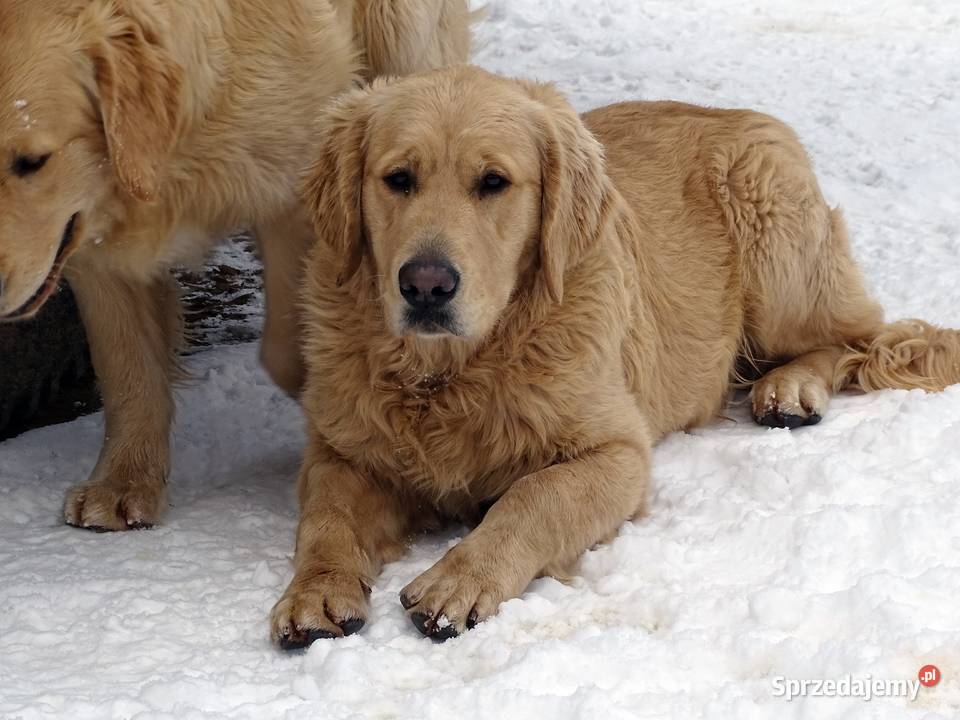 Golden retriever 8 miesięczne sprzedam