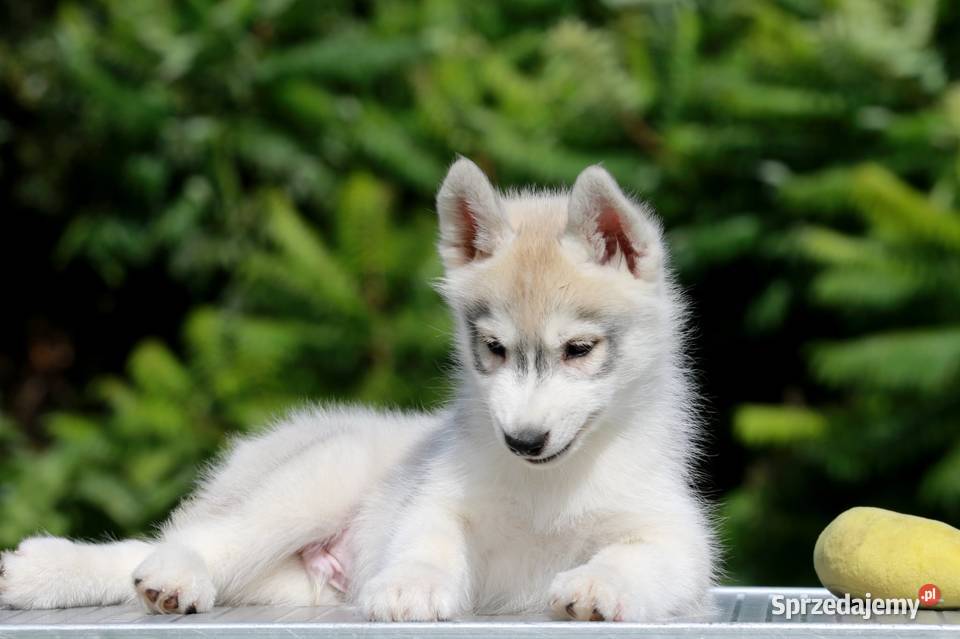 Siberian Husky ZKwP Husky pomorskie Żukowo