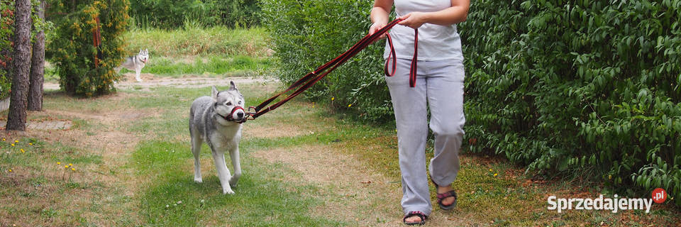 Kantar Szkoleniowy Psa Halter PA Hifica Tychy