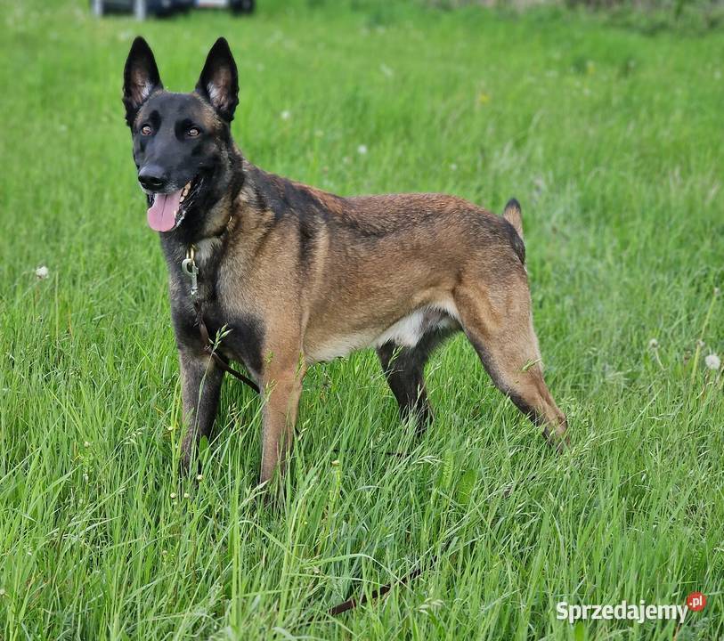 Owczarek belgijski Malinois FCI zapowiedz miotu małopolskie Nowy Sącz