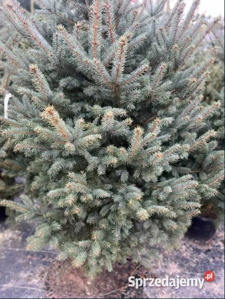 Świerk srebrny 160180 w doniczce Producenta Długołęka