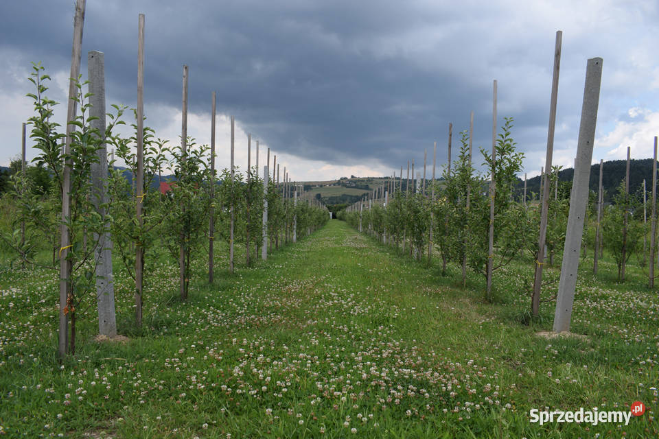 Słupek betonowy 20 Elementy betonowe Mielec