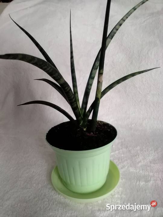 sansevieria roślina doniczkowa Łódź sprzedam