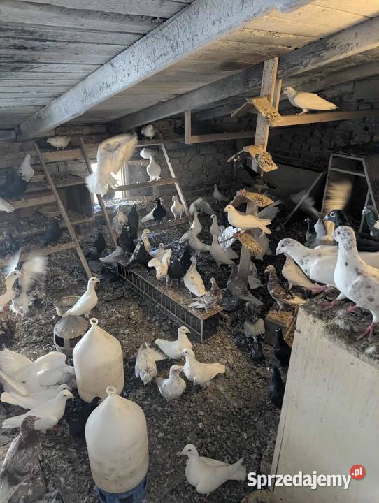 Sprzedam gołębie śląskie Jaworzno