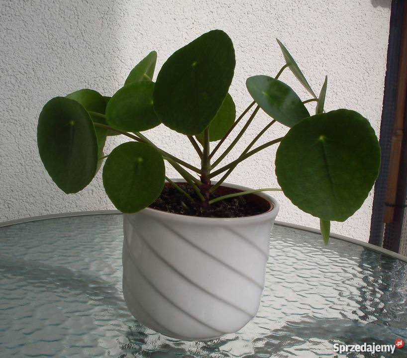 Kwiat Pieniążek Poznań sprzedam