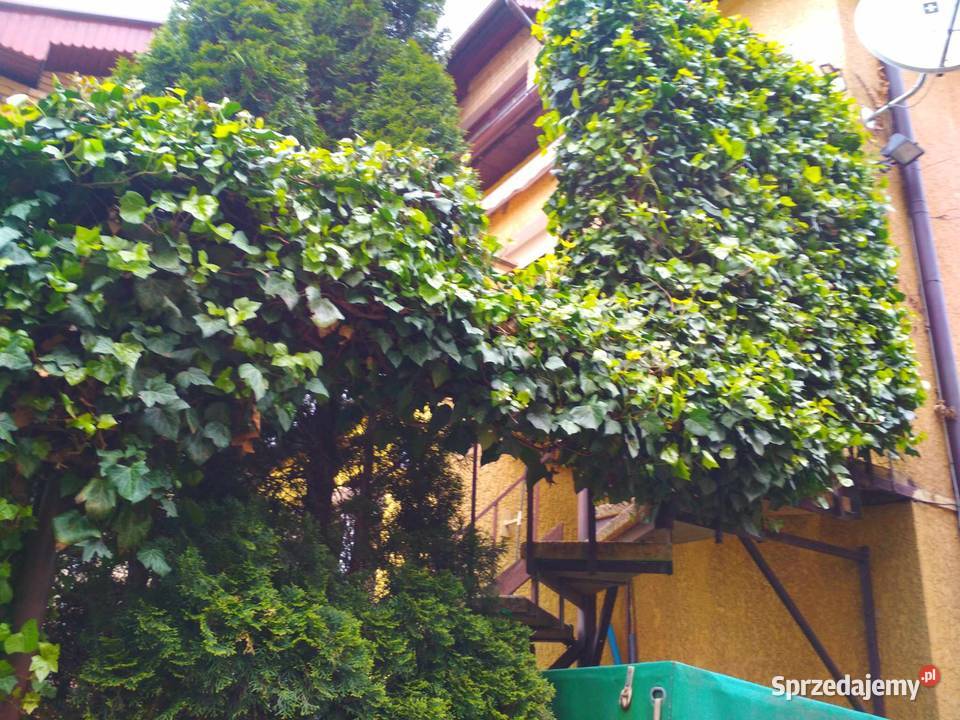 Thuja Szmaragd tuja 115 trzmielina bluszcz Poznań