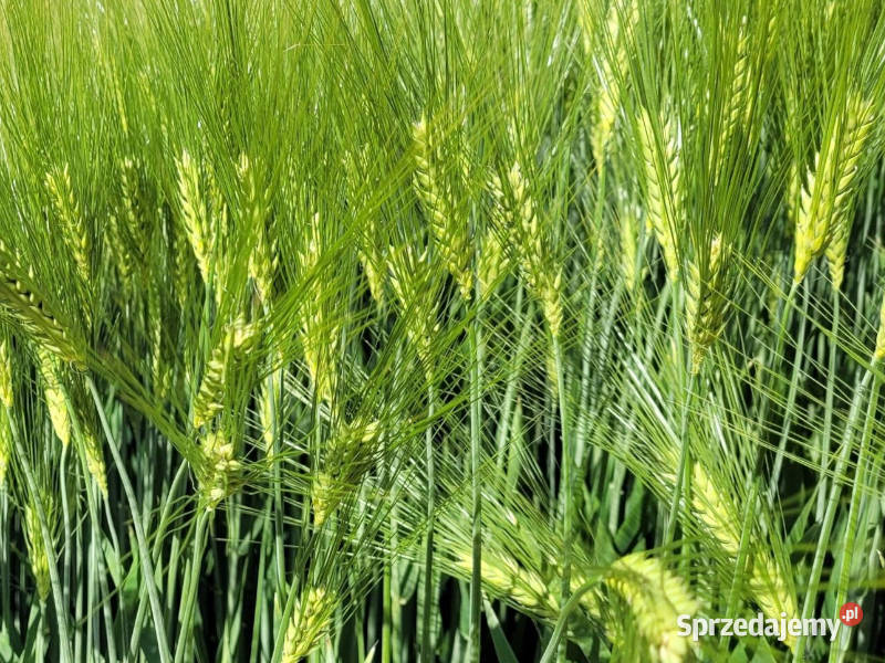 Jęczmień ozimy RGT Mela wielorzędowy Top Farms dolnośląskie Raciborowice Dolne