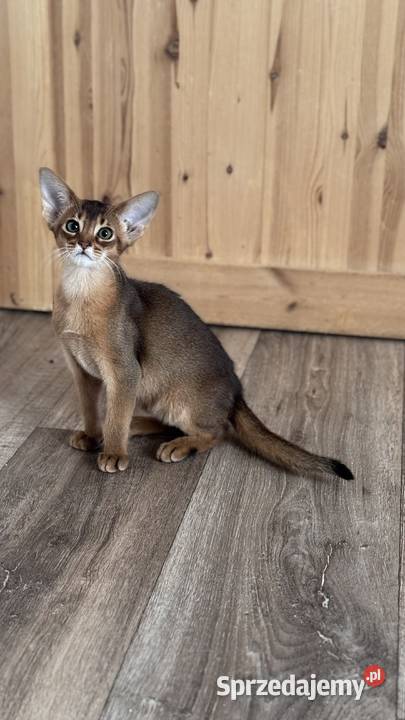 Kocięta abisyńskie rzadkie kolory Gniezno