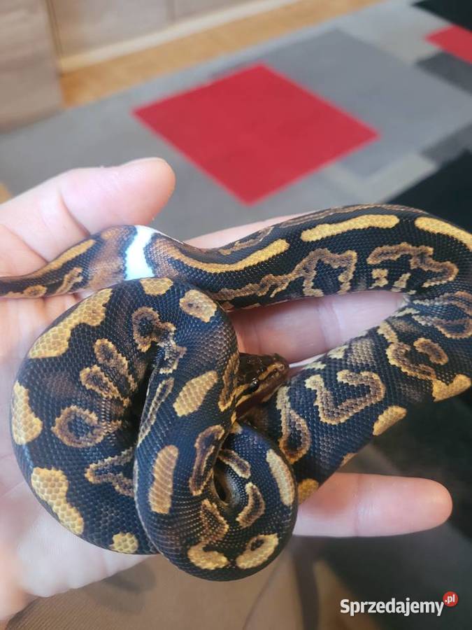 Samica black pastel yellow belly het pied Starachowice