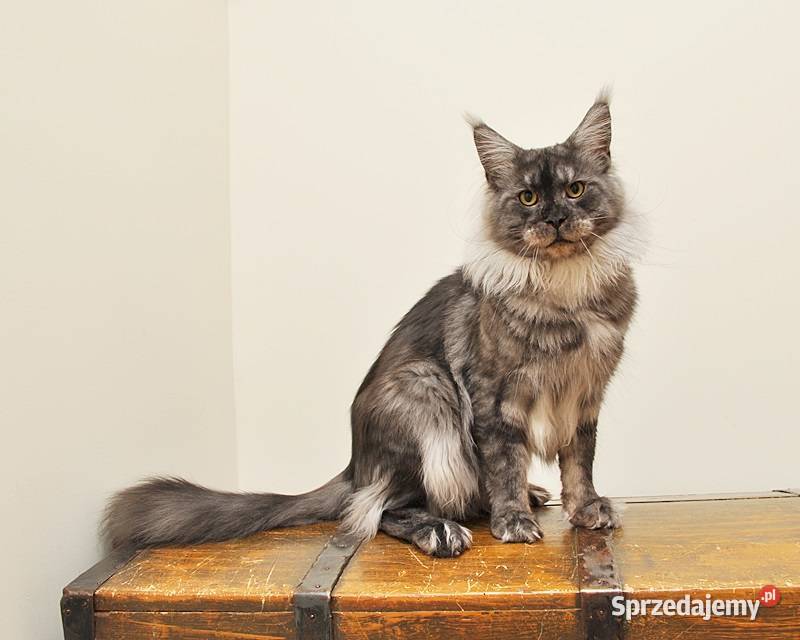 Przepiękny kocurek Maine Coon z Rodowodem PZFWCF podlaskie Białystok sprzedam