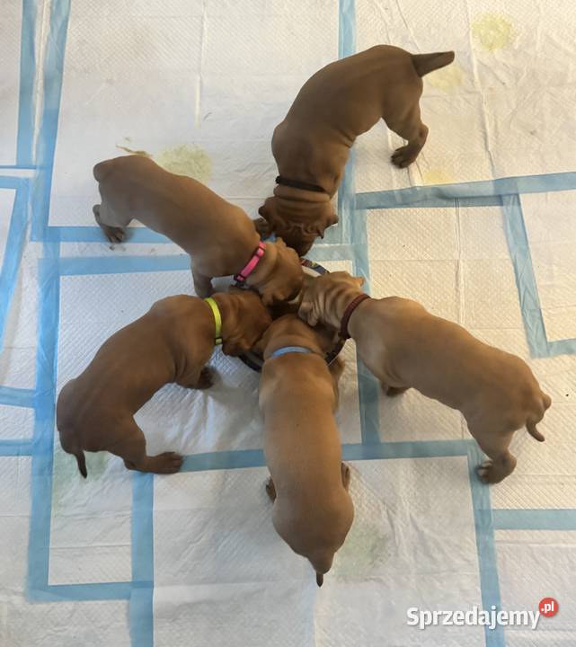 Rednos american Pit bull terrier szczeniaki Grodzisk Mazowiecki