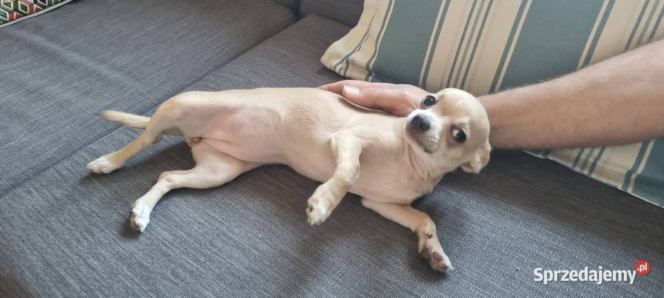 Chihuahua piękna dziewczynka Szczecin