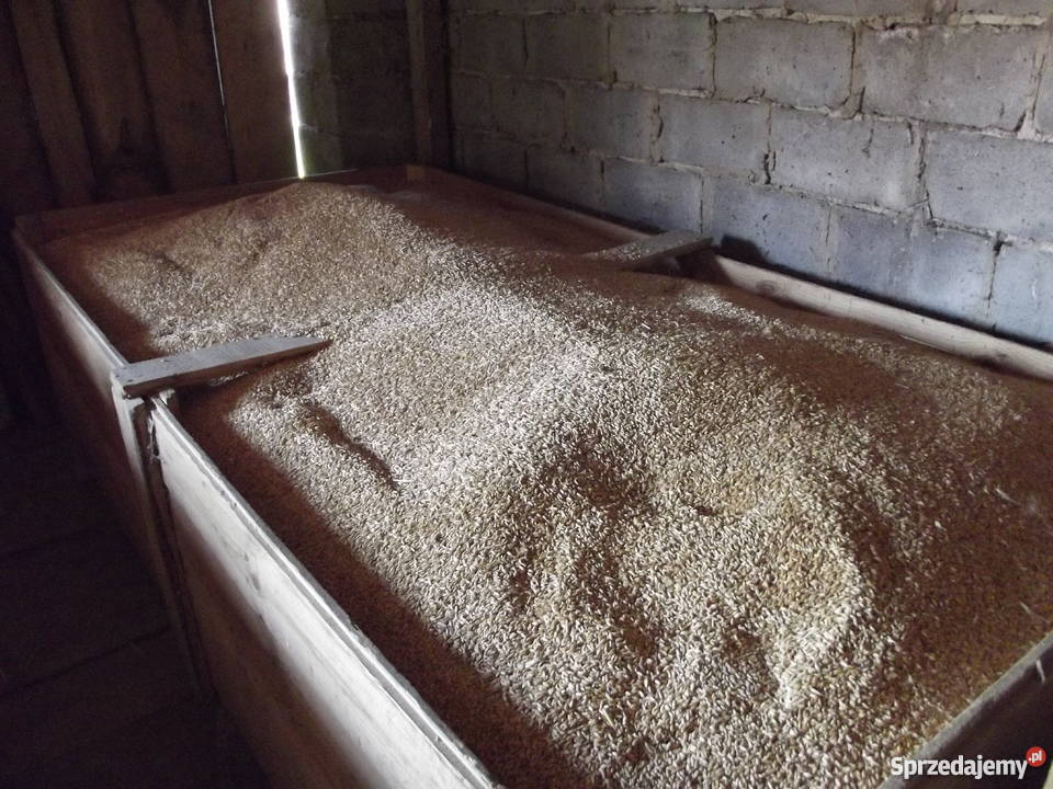 Pszenżyto REMIKO centrali Masłów Drugi