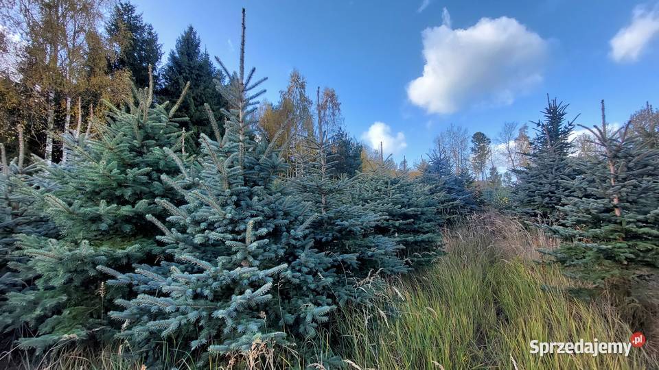 świerk srebrny 15 25m Plantacja sprzedam