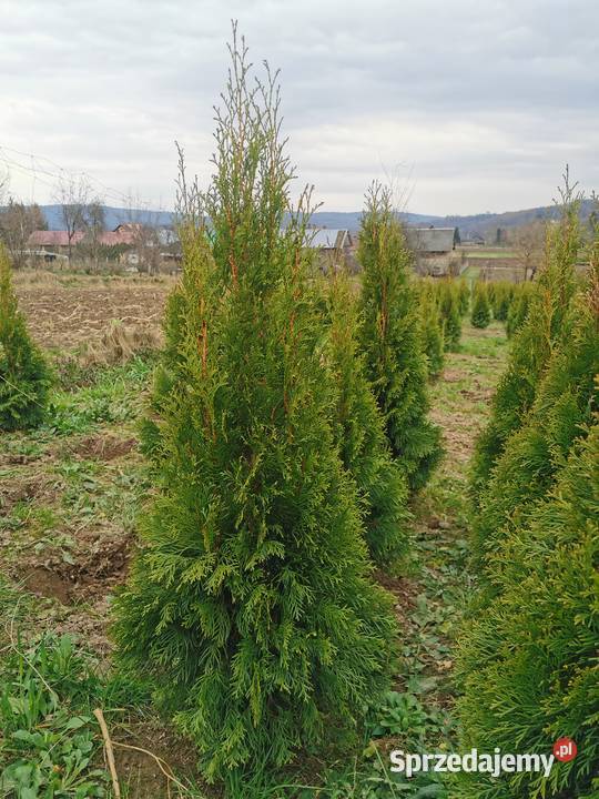 Tuje szmaragd 90 100 110 120 130 140 transport małopolskie Kraków