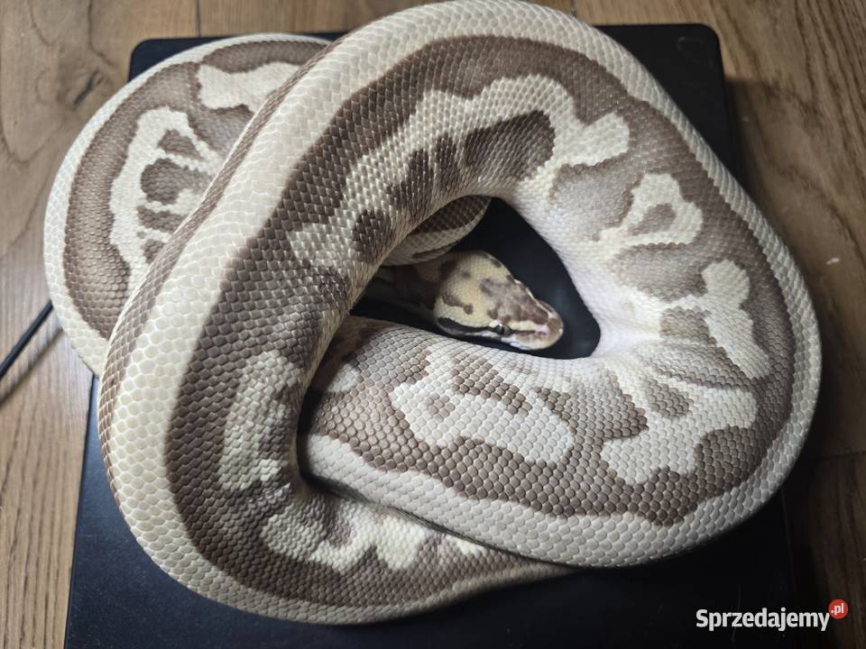 Wąż pyton królewski python regius samica dorosła Wrocław sprzedam