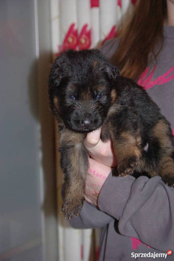 owczarek niemiecki długowłosy szczeniaki Gdynia