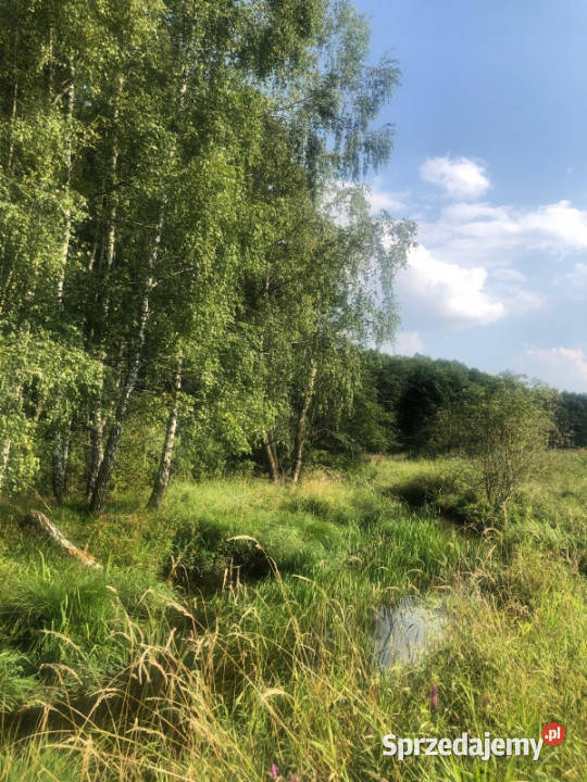 Działka budowlana lasu i rzeki Niewiadów 8510m2 łódzkie Szymanów