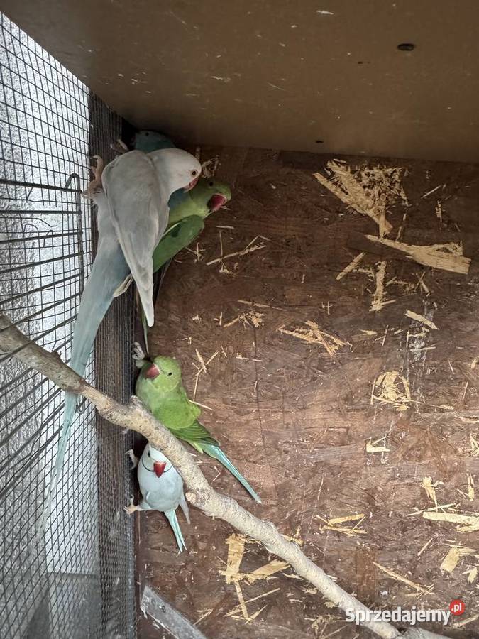 Papugi Papuga Aleksandretty Aleksandretta