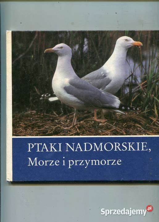 Ptaki nadmorskie Morze i przymorze Szczecin