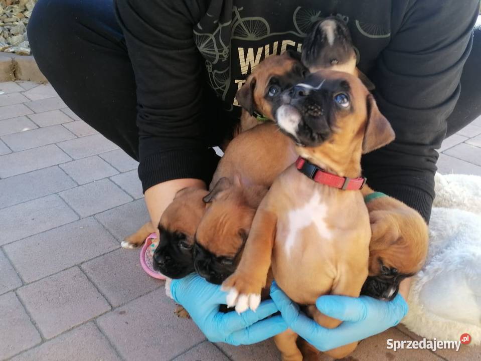 Bokser szczenięta Żukowo