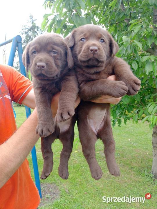 Szczeniaki Labrador Retriever Odolanów