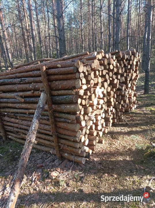 Sosna Włocławek