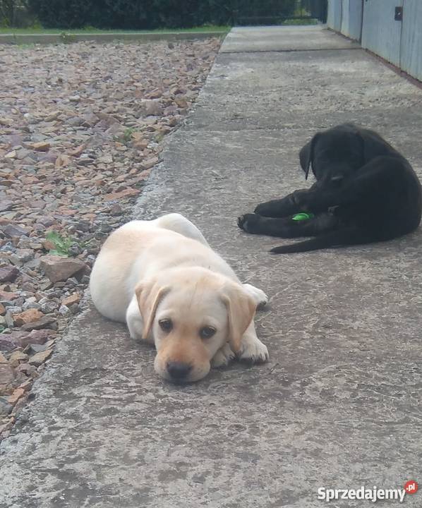 Szczeniaki labradory małopolskie Bochnia