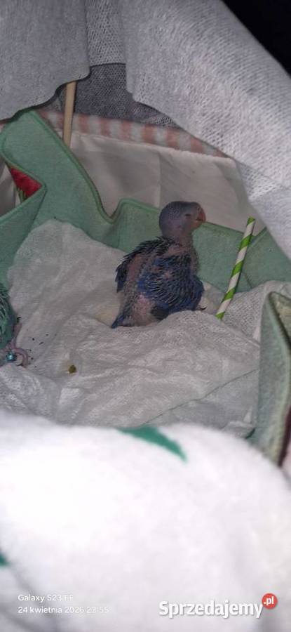 Aleksandretta obrożna oswojona