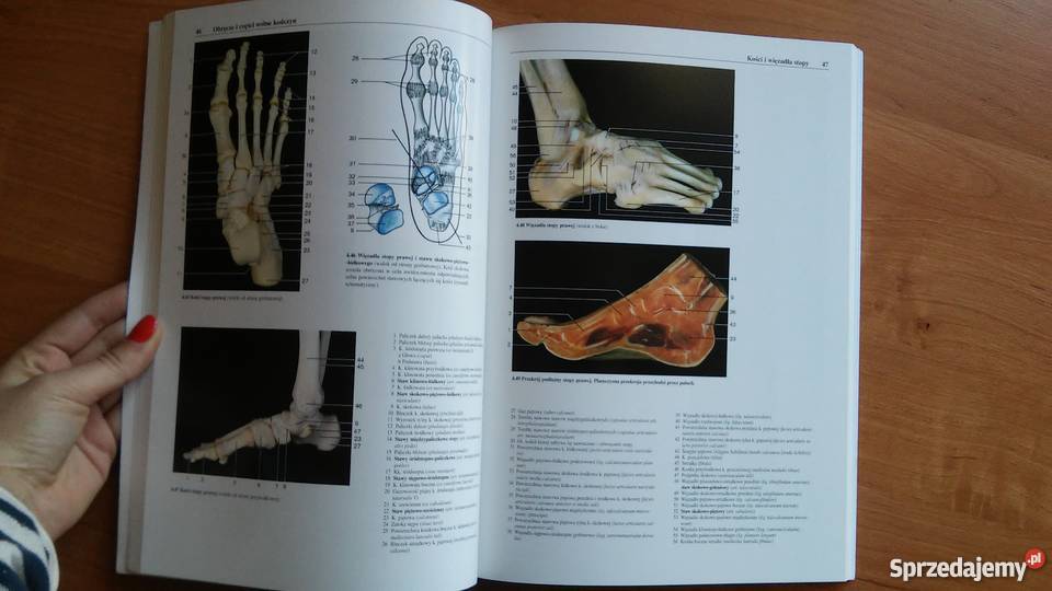 Fotograficzny atlas anatomii człowieka Chihiro Książki i Podręczniki Myszków