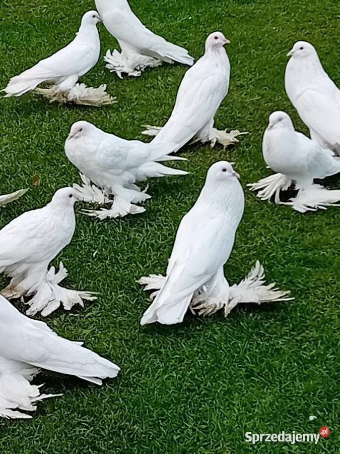 Garłacze pomorskie białe I ńiebieskie