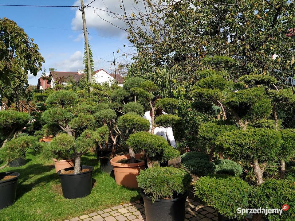 Drzewa i Krzewy Formowane bonsai szkółka