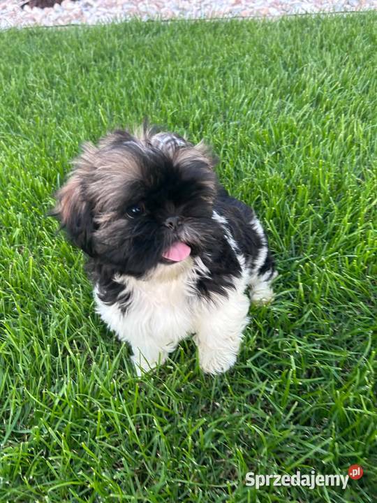 SHIH TZU szczeniaczki Leszno