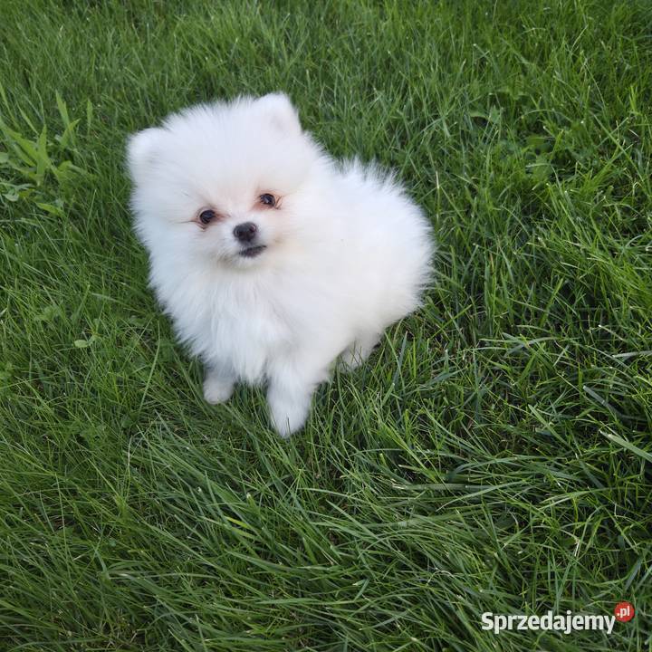Szpic miniaturowy pomeranian zwkp fci szczeniaki Zwierzęta Wyszków