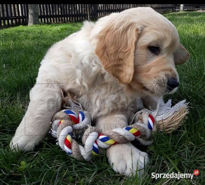 Szczenięta golden retriver FCI ZKwP
